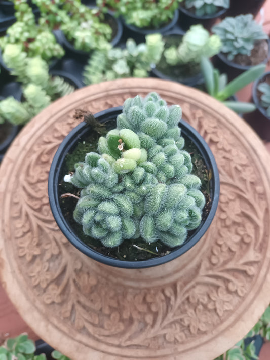 Sedum hintonii