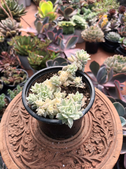 Echeveria prolífica variegata