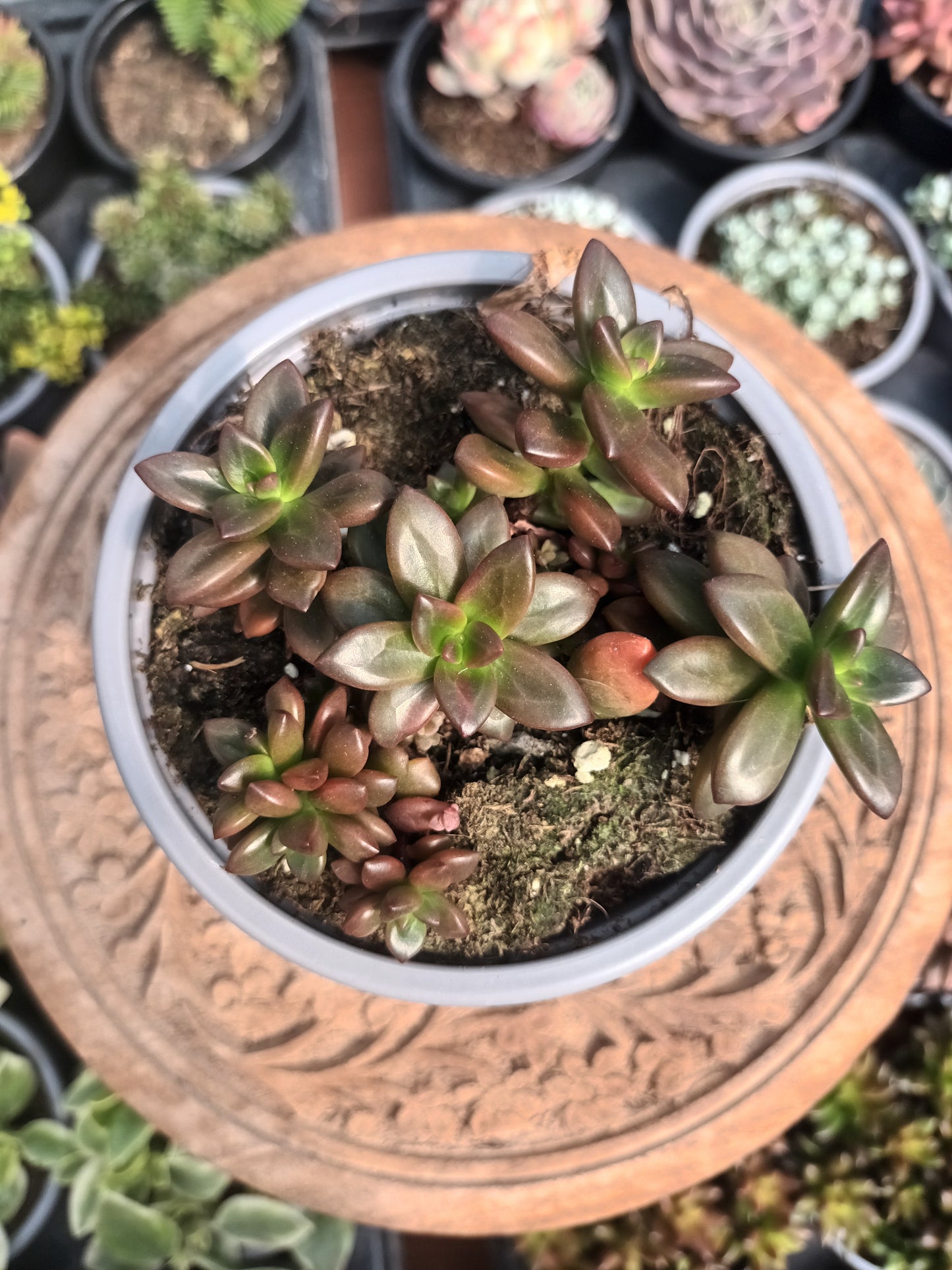 Echeveria compressicaulis