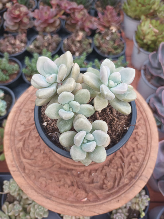 Graptoveria ellen