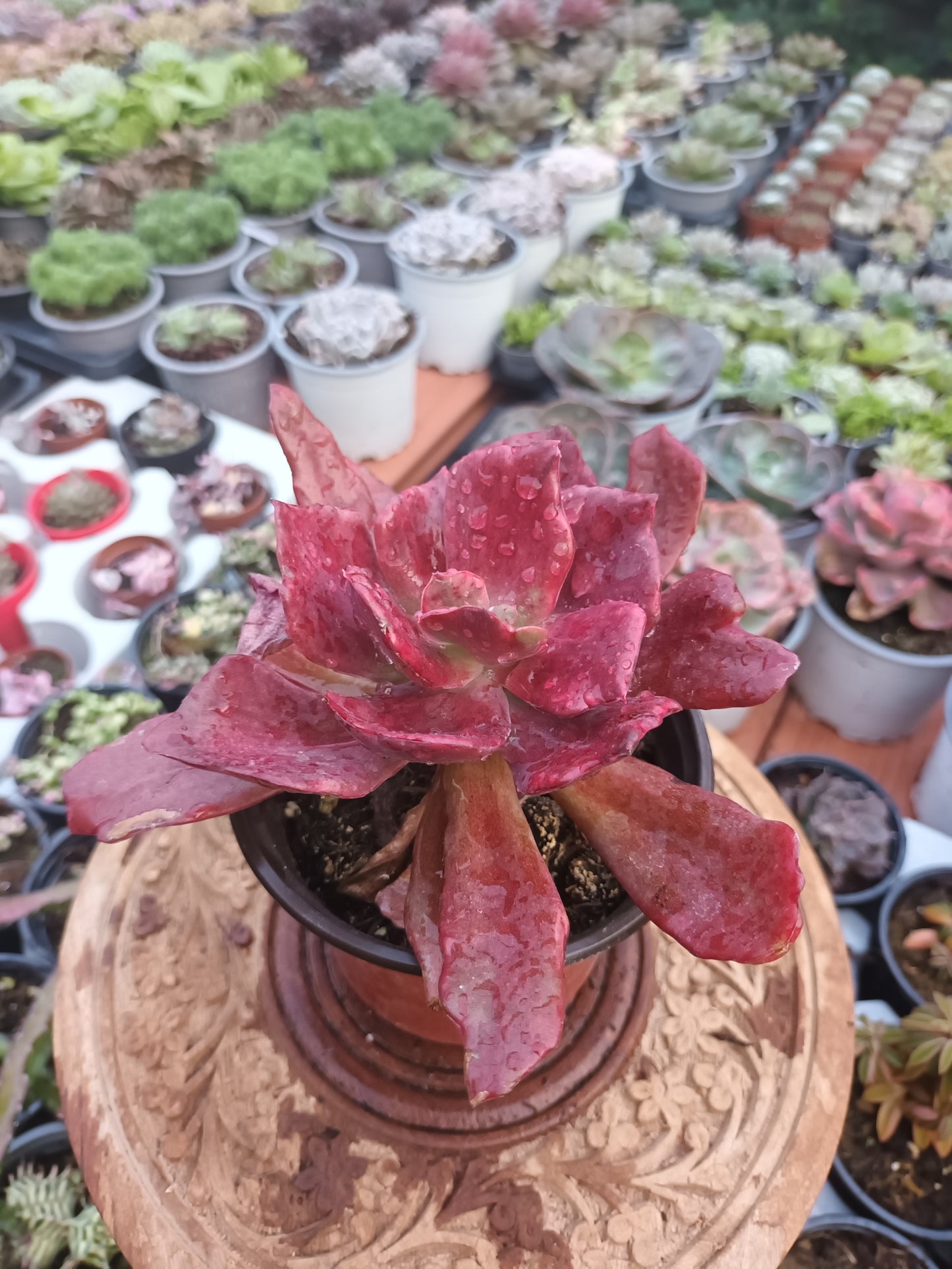 Echeveria Diamond State Monstruosa