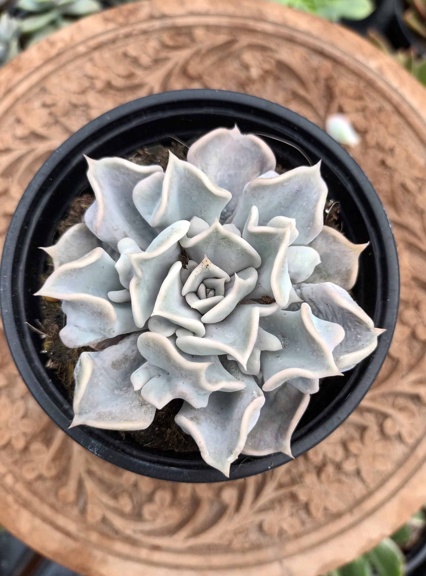 Echeveria Thriller Pearl