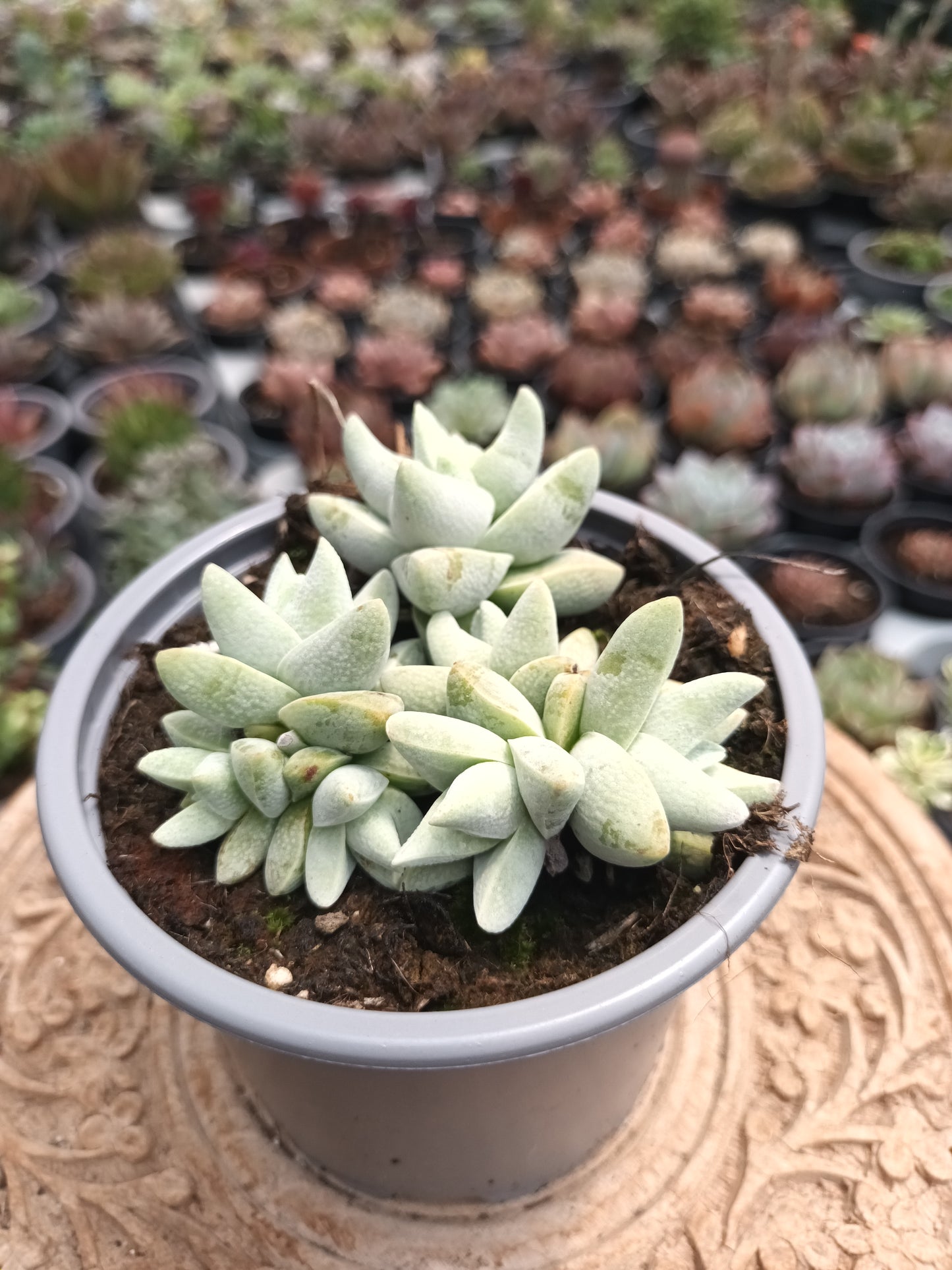 Crassula cornuta var. Decepton
