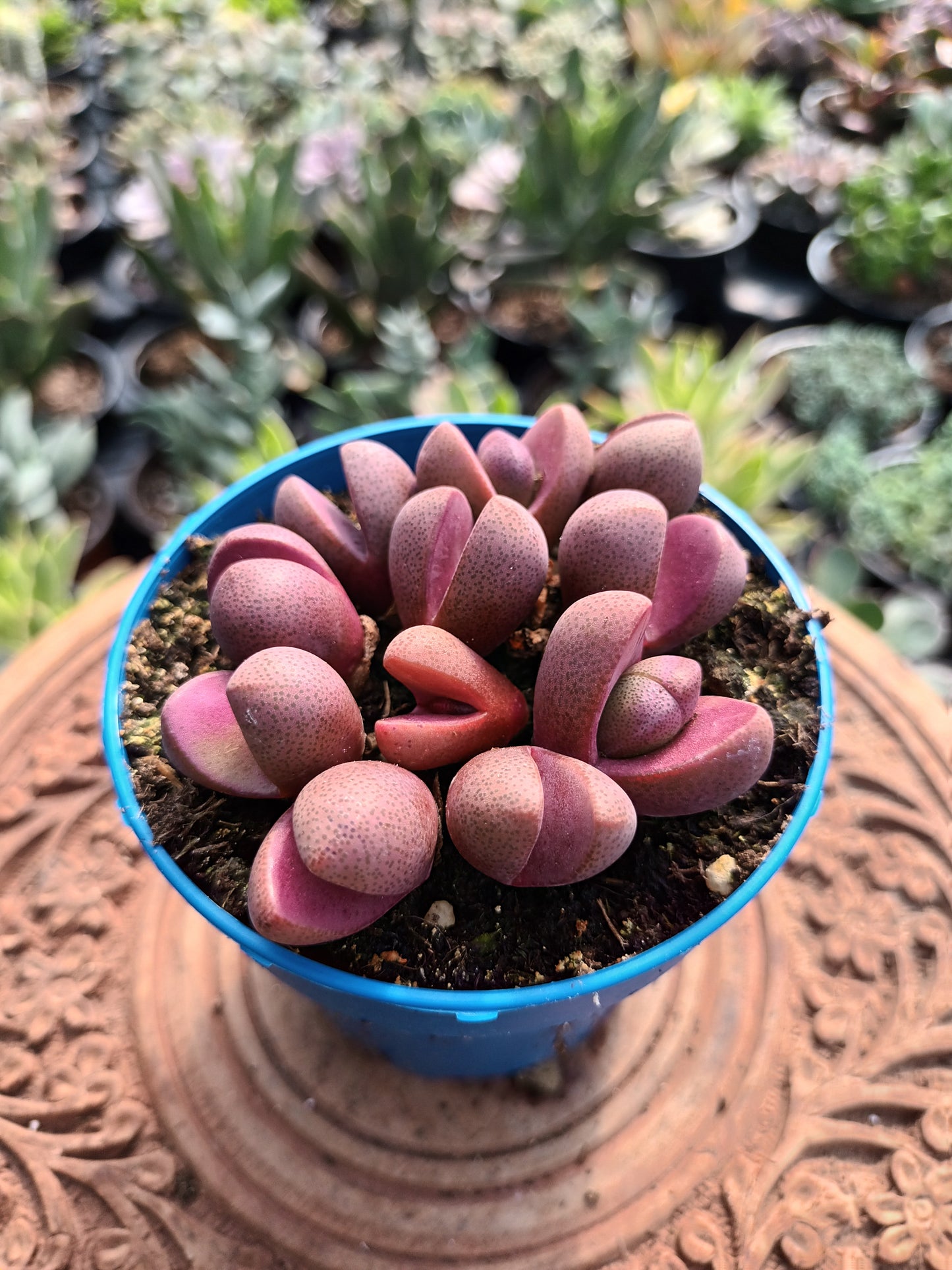 Pleiospilos nelii 'Royal Flush'