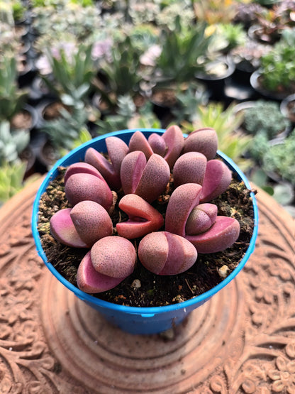 Pleiospilos nelii 'Royal Flush'
