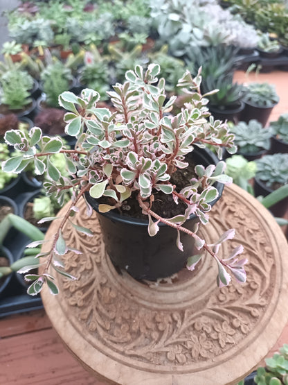 Sedum Spurius Tricolor