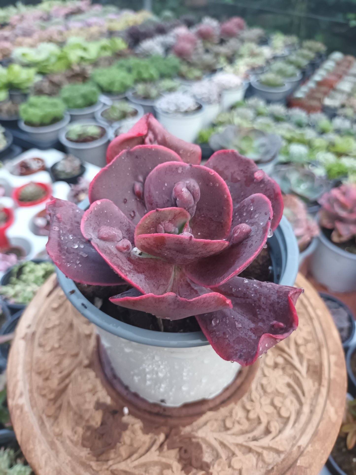 Echeveria Gibbiflora Increíble