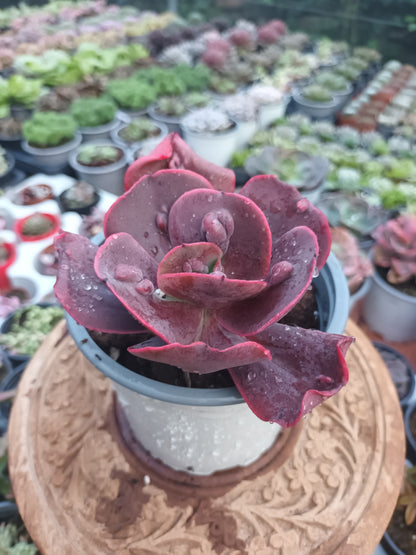 Echeveria Gibbiflora Increíble