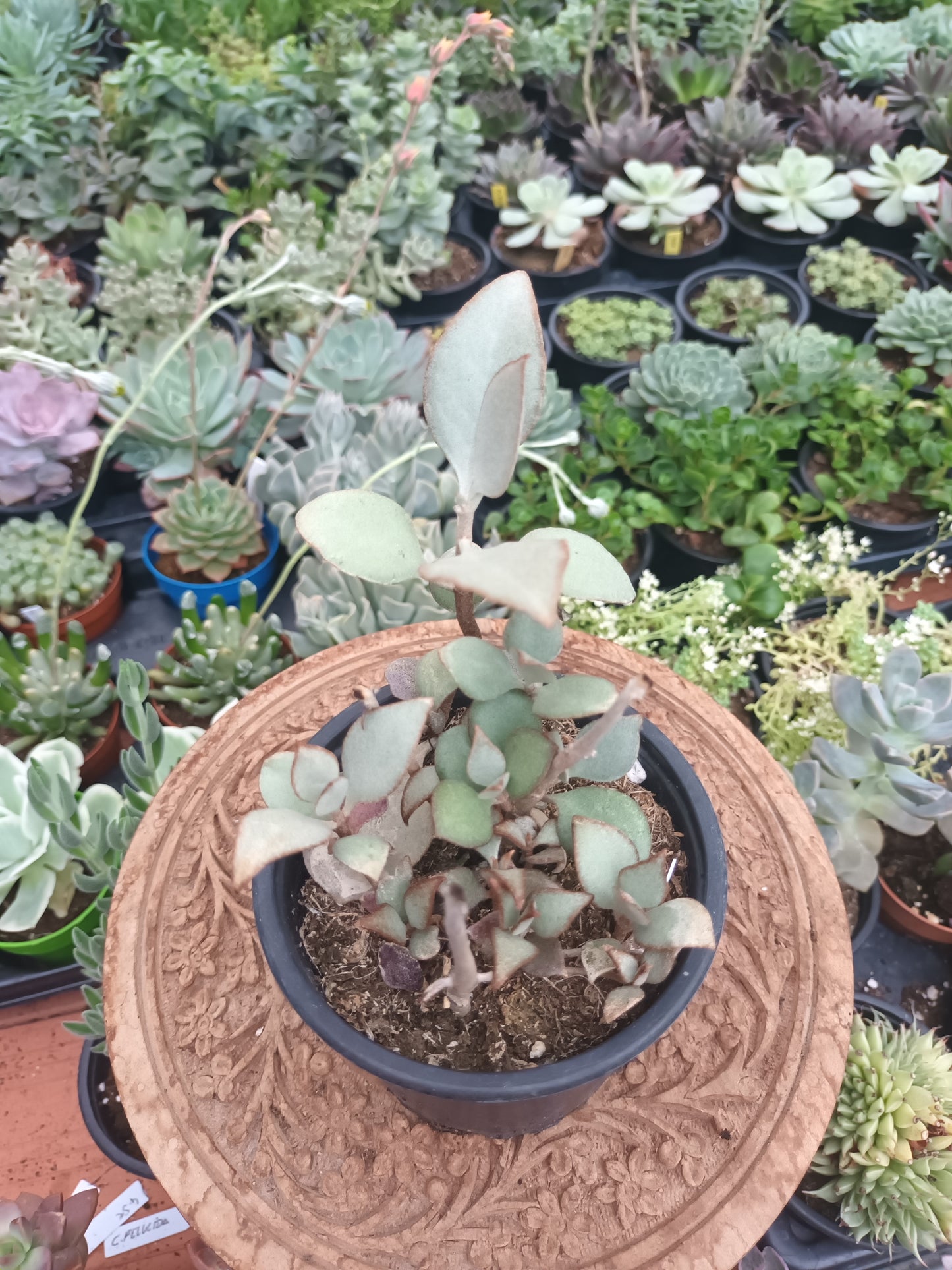 Kalanchoe Cuchara de Plata