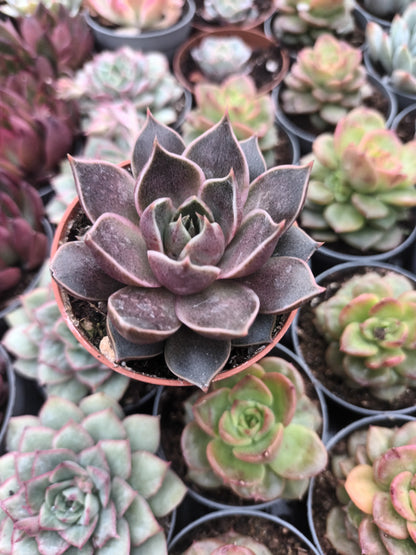Echeveria purposorum White x lilacina