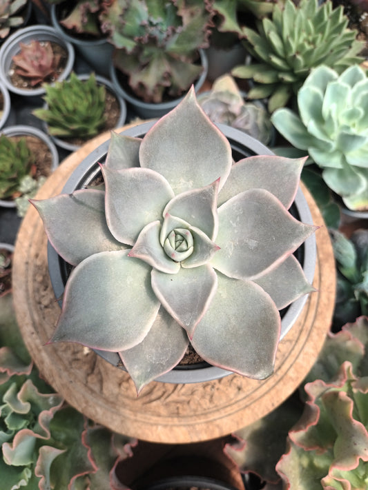 Echeveria Madiba