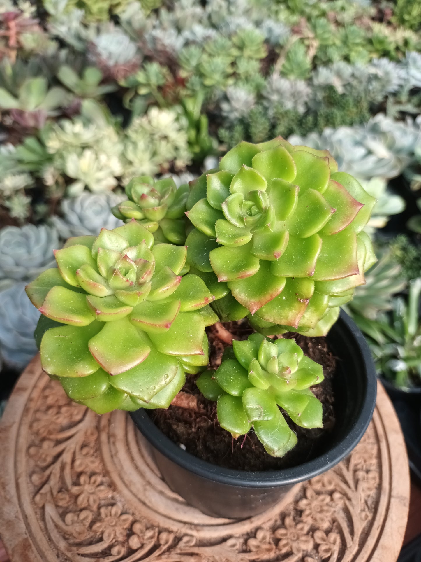 Sedeveria letizia