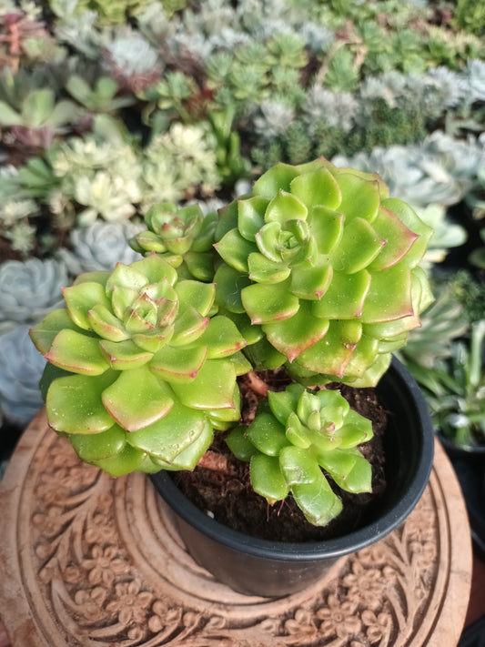 Sedeveria letizia