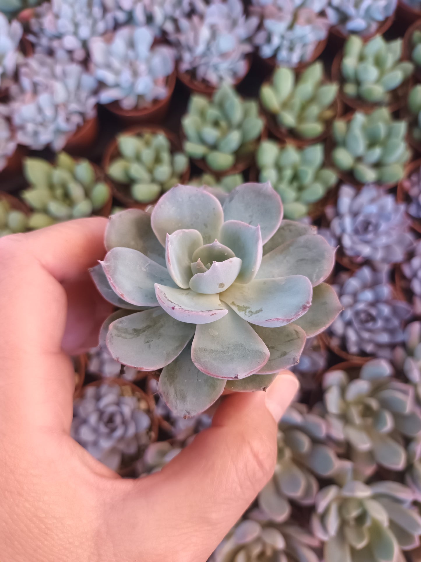 Echeveria Peacockii