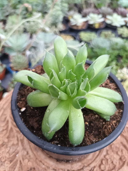 Sempervivum Oddity