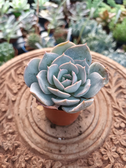 Echeveria canadian
