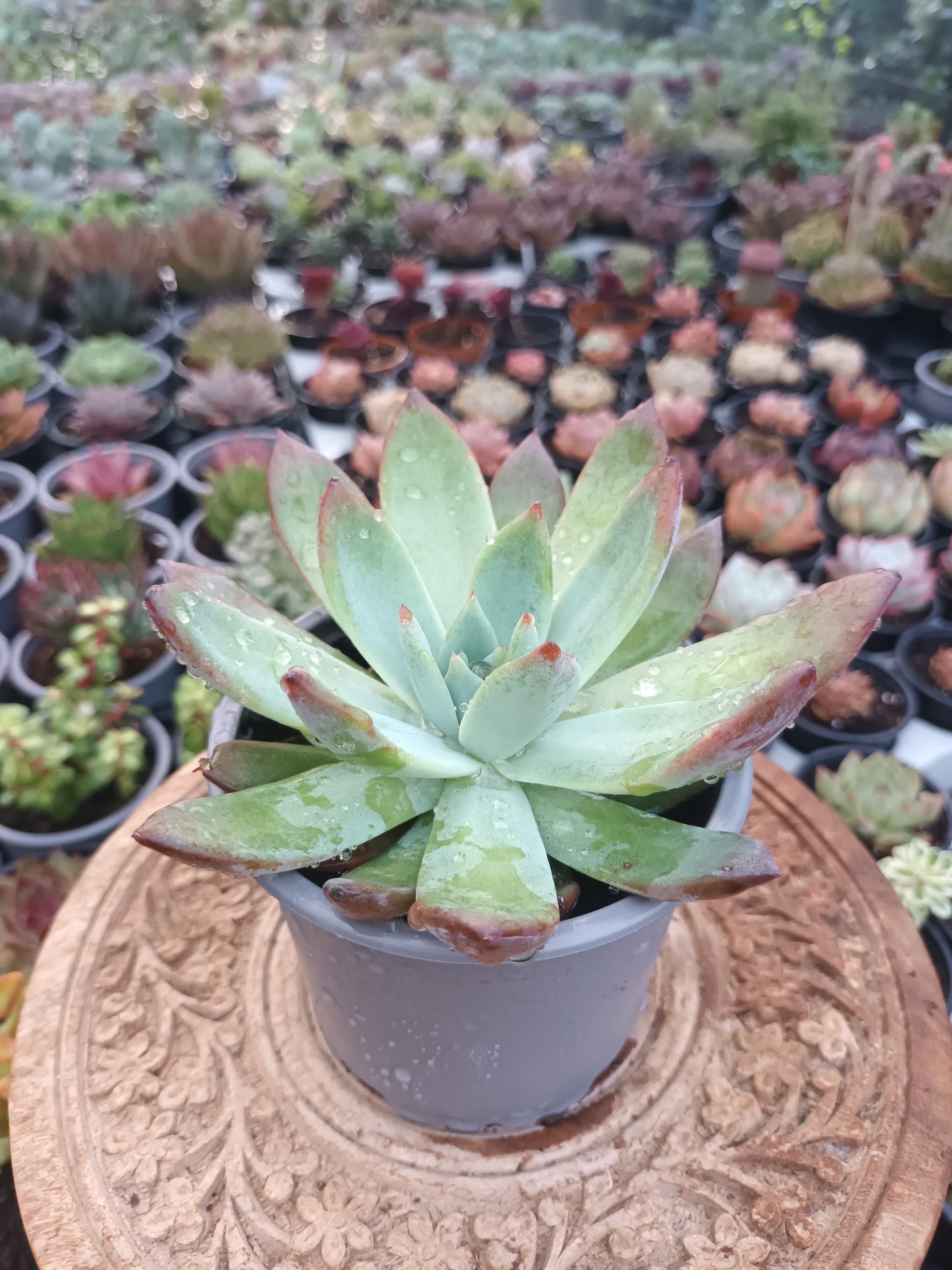 Echeveria colorata brantii