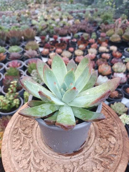 Echeveria colorata brantii