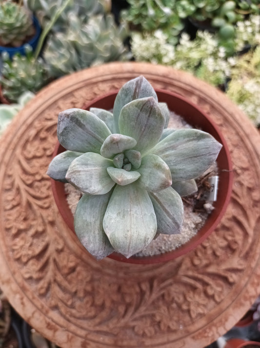 Graptopetalum silverbum
