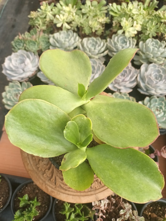 Cotyledon macrantha