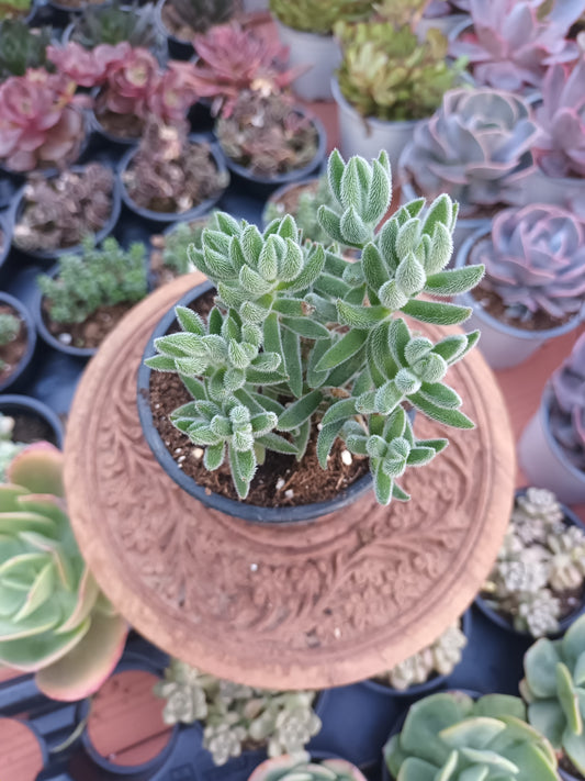 Crassula Mesembryanthoides
