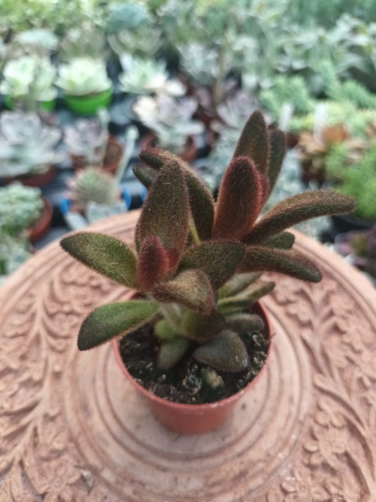 Kalanchoe tomentosa chocolate