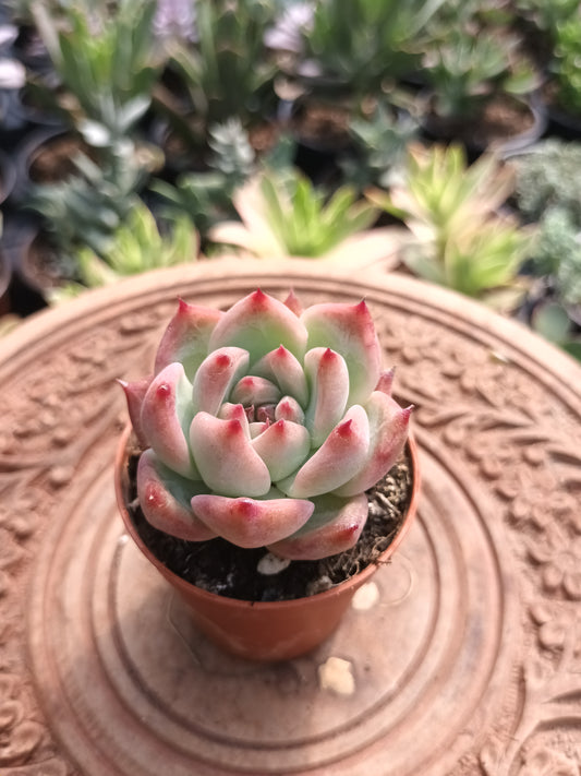 Echeveria desert harmony