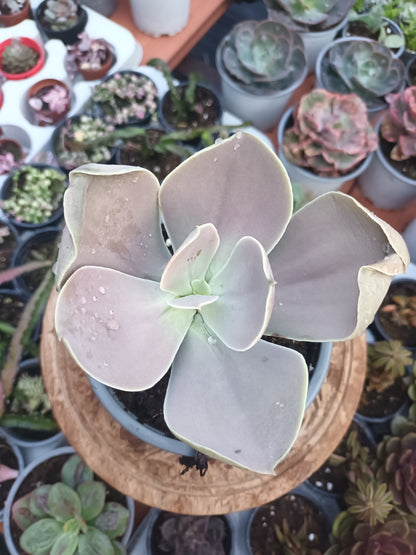 Echeveria gibbiflora 'Cuernavaca'