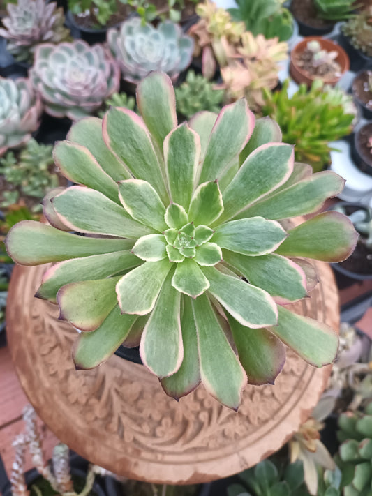 Aeonium fendai