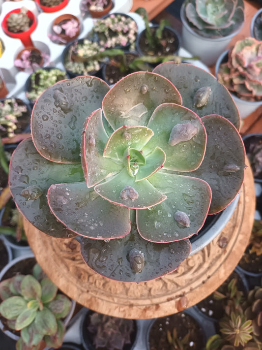 Echeveria 'New Heights'