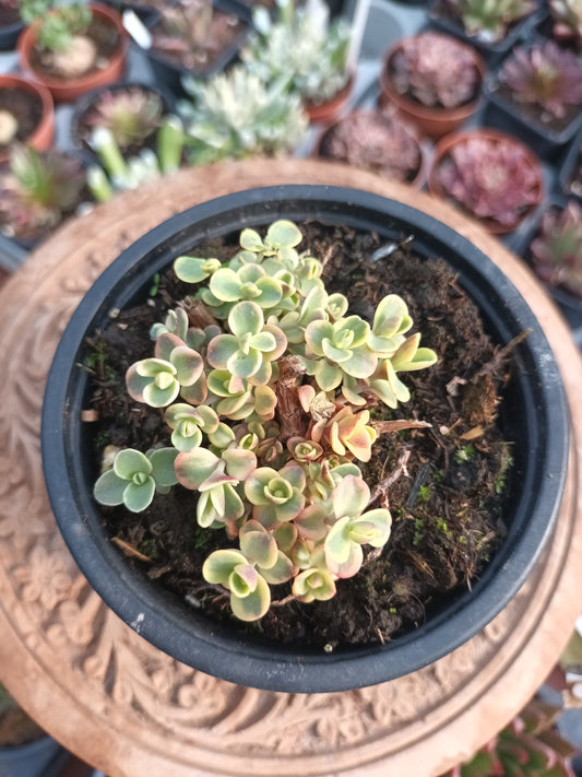 Sedum marginalis 'Rubra' variegata