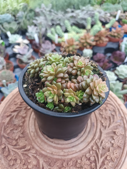 Cremnosedum Little Gem
