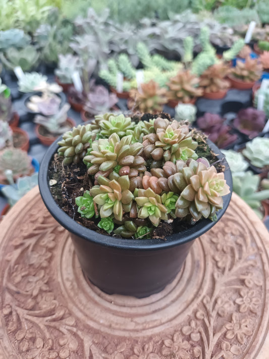 Cremnosedum Little Gem