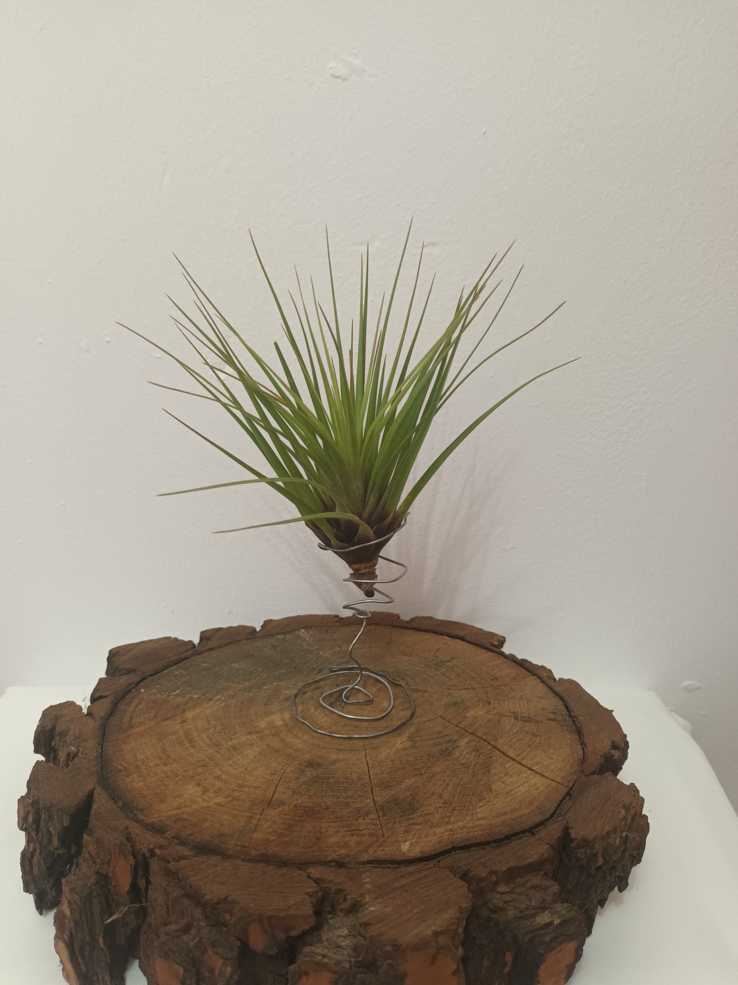 Tillandsia tricolor