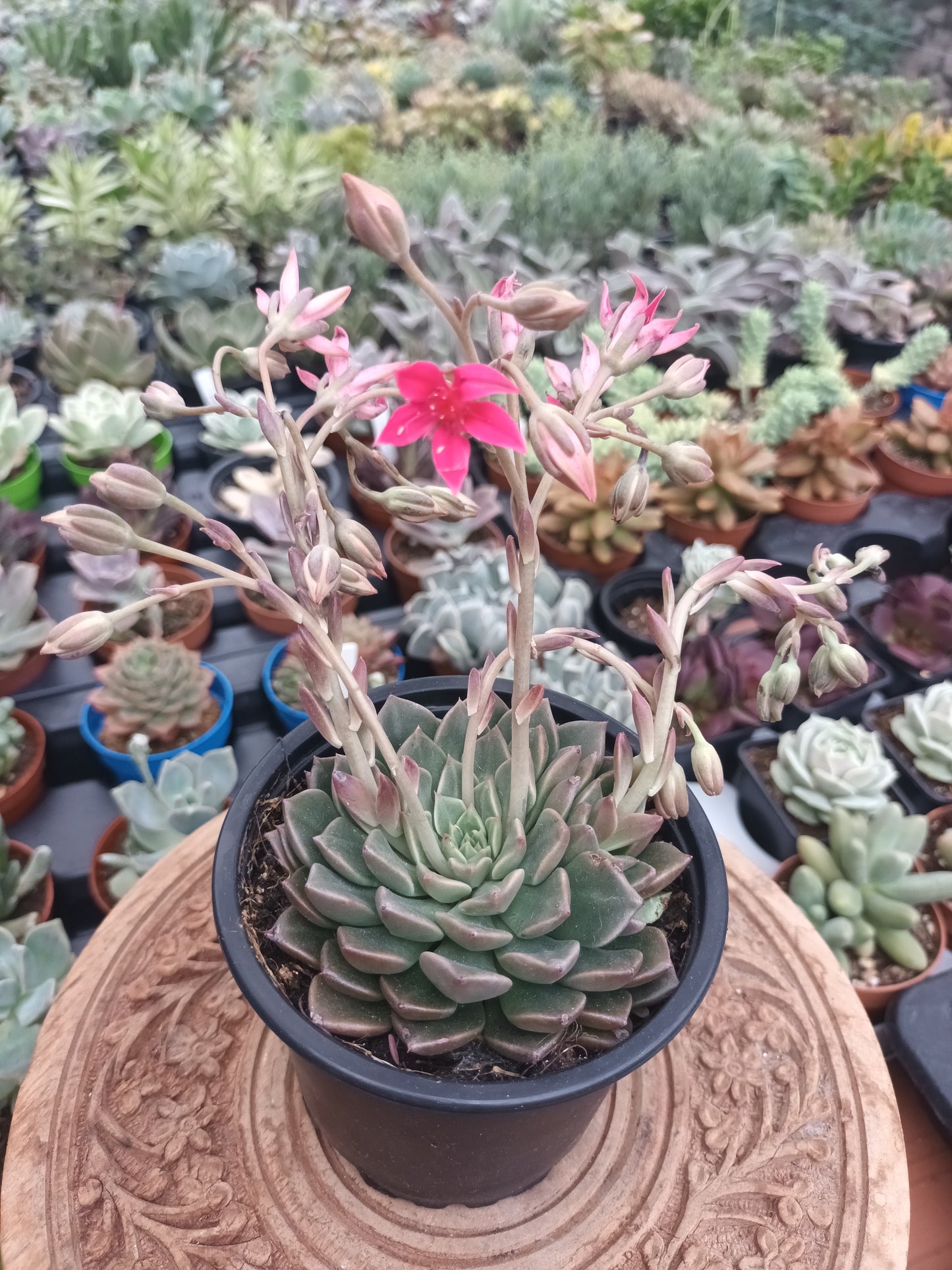 Graptopetalum bellum