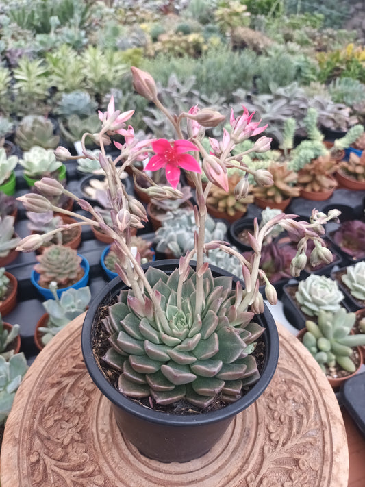 Graptopetalum bellum