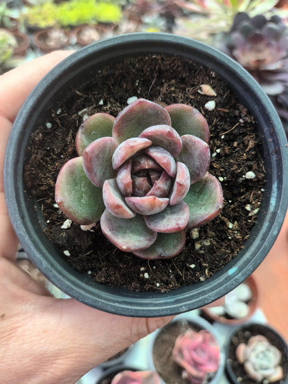 Echeveria Blackberry
