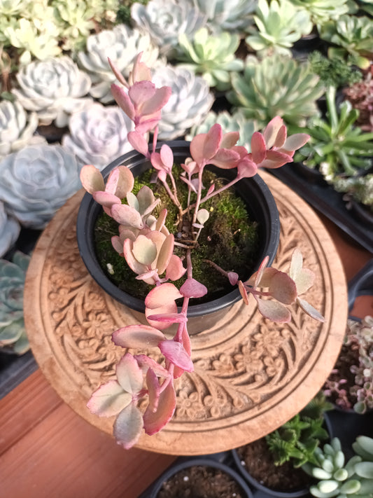 Sedum Sunsparkler ‘Plum Dazzled’