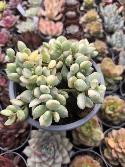 Cotyledon pendens variegata