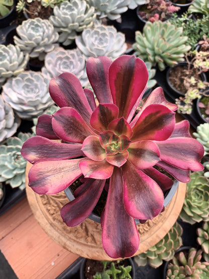 Aeonium Medusa
