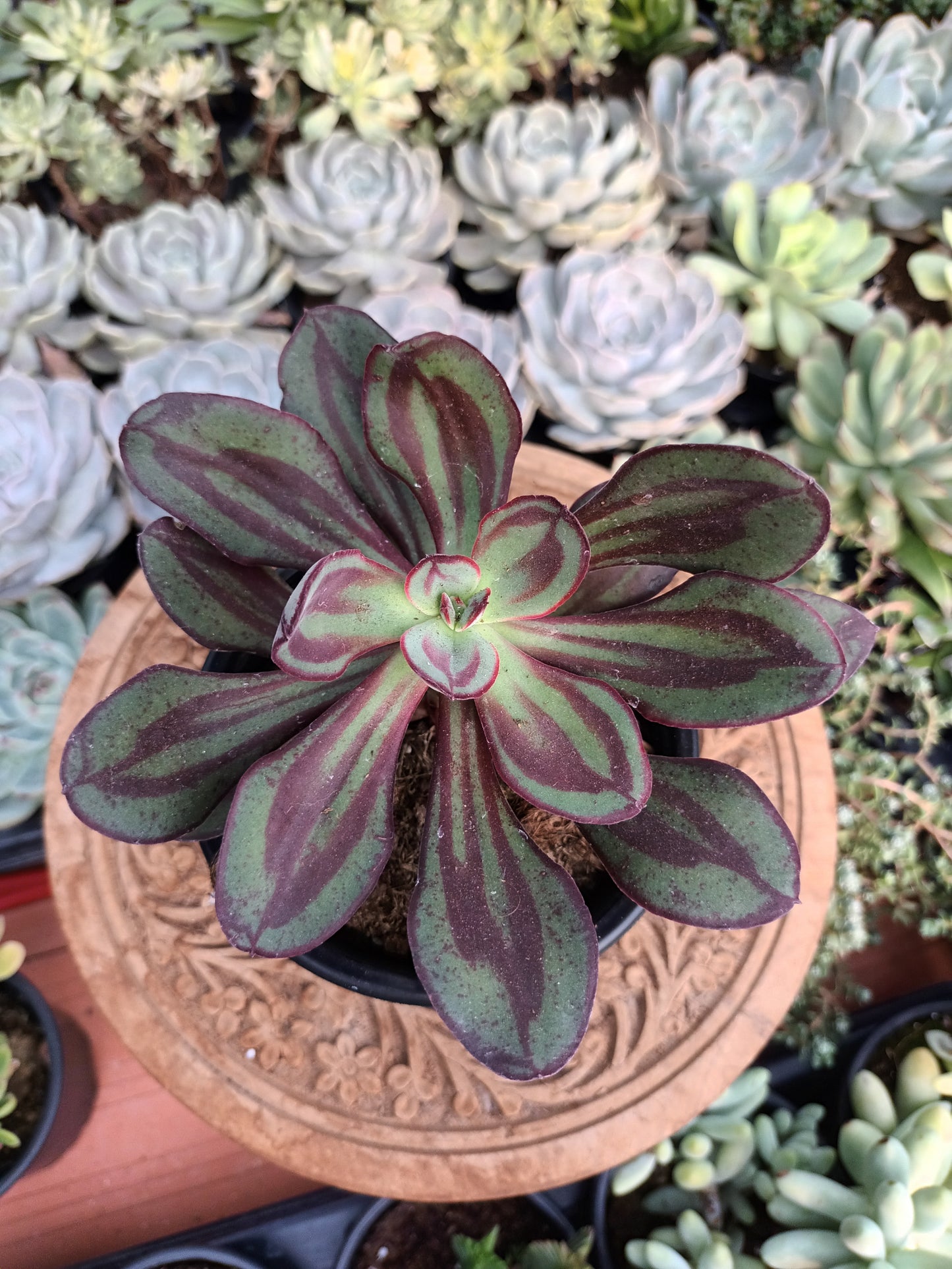 Echeveria Nodulosa