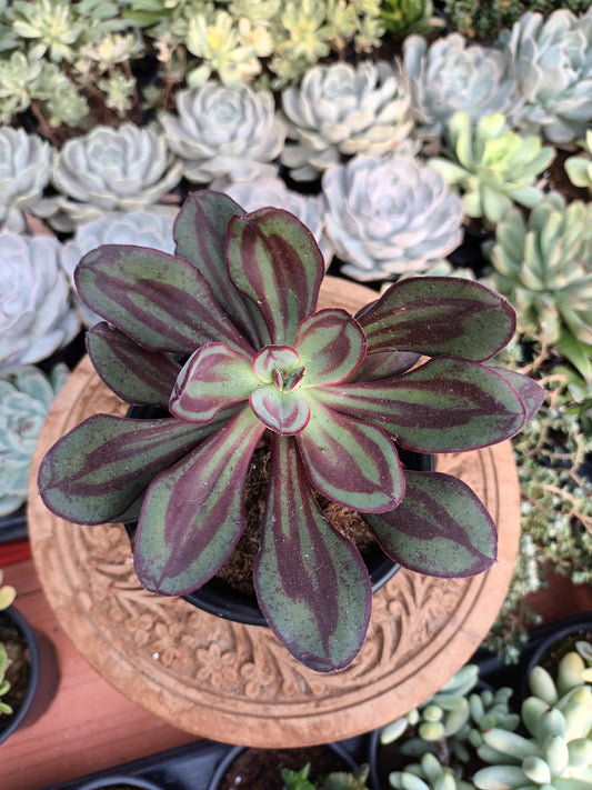 Echeveria Nodulosa