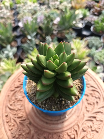 Crassula ben mutación