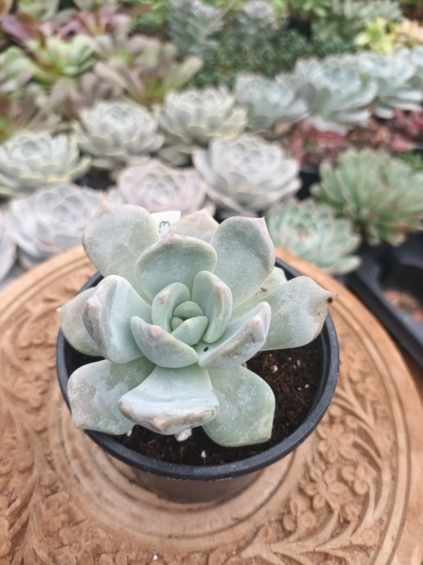 Echeveria Snow Tea