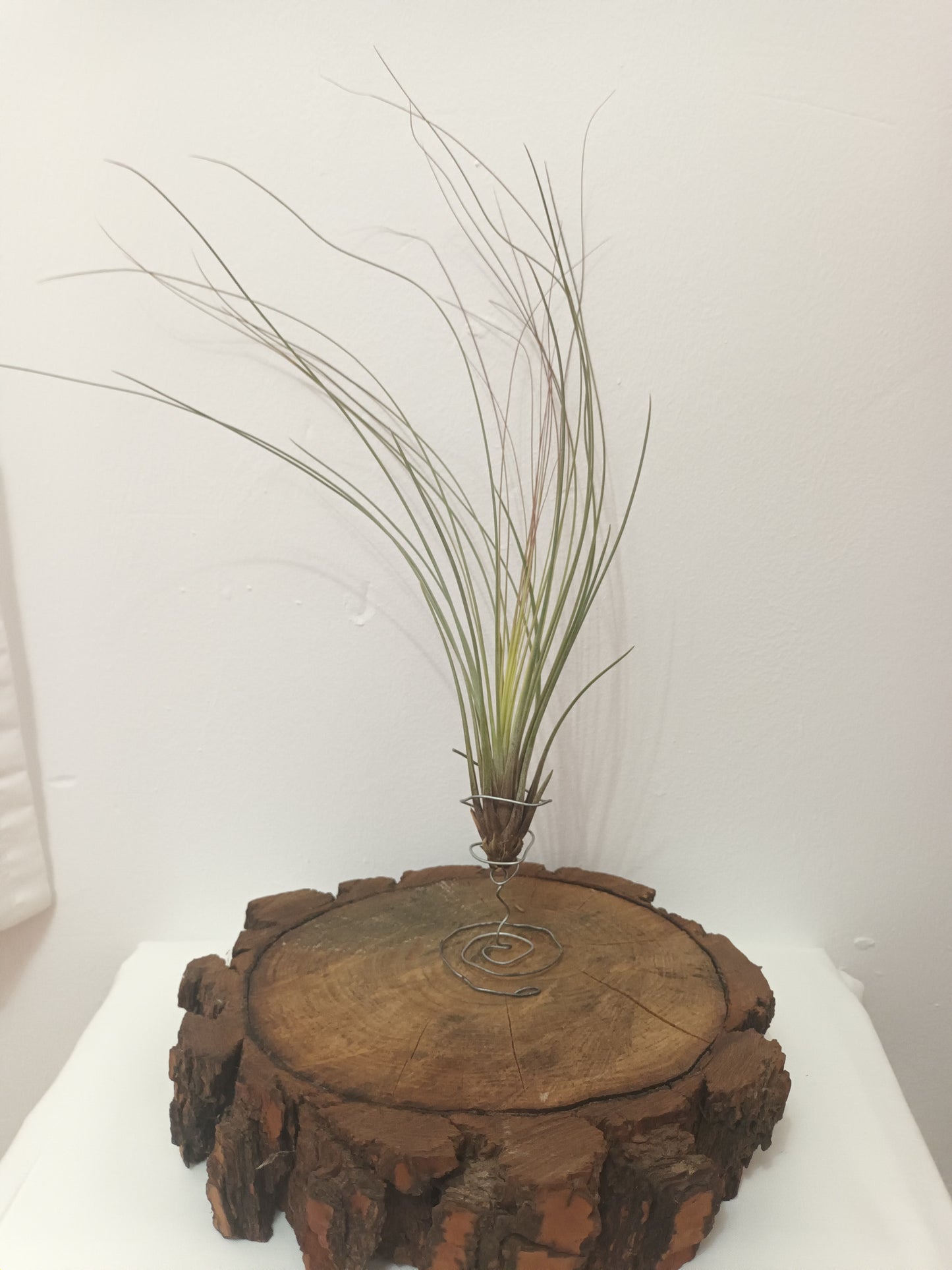 Tillandsia juncifolia -M
