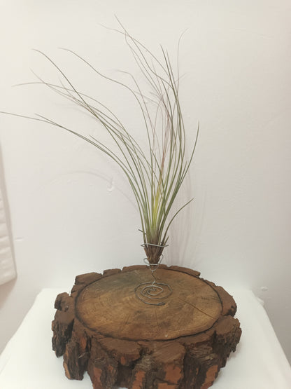 Tillandsia juncifolia -M