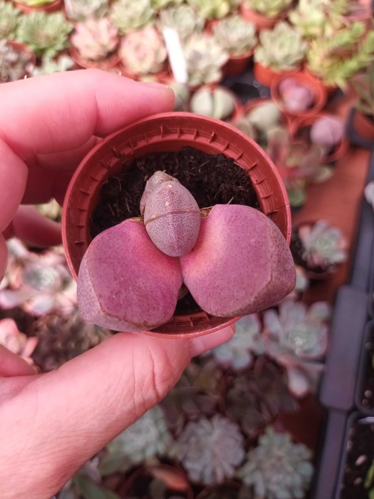 Pleiospilos nelii rubra