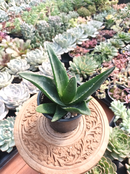 Gasteraloe Black Gemm