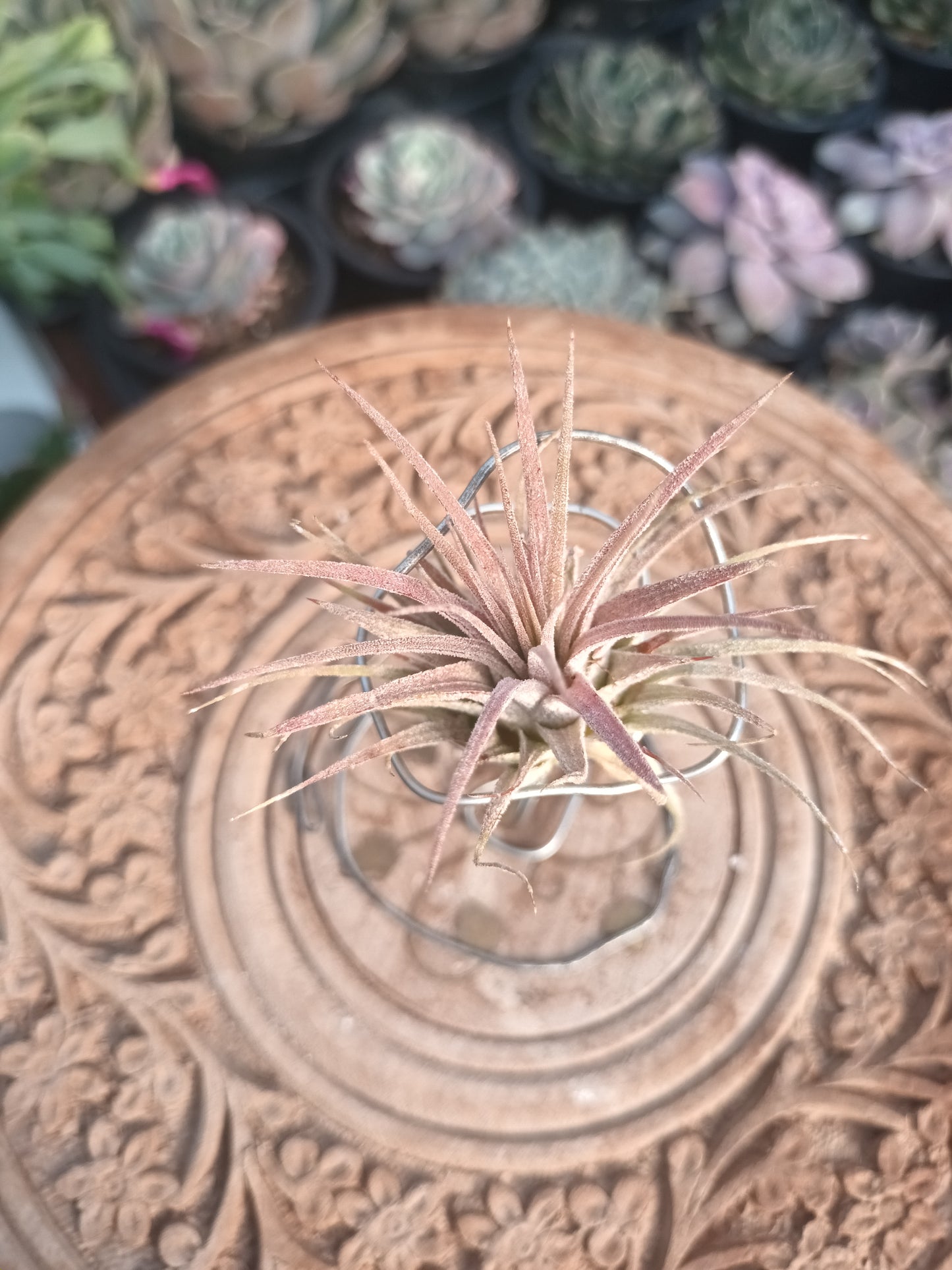 Tillandsia ionantha var. rubra