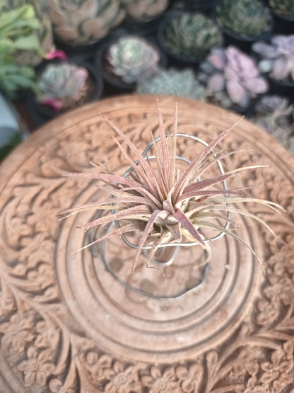 Tillandsia ionantha var. rubra